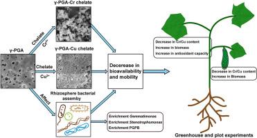 Poly-γ-glutamic acid chelates chromium (III) and copper (II), alleviating their toxicity in cucumber and affecting rhizosphere bacterial community assembly