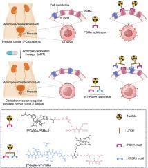 A novel androgen-independent radiotracer with dual targeting of NTSR1 and PSMA for PET/CT imaging of prostate cancer