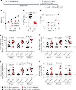 Dietary zinc deficiency promotes Acinetobacter baumannii lung infection via IL-13 in mice