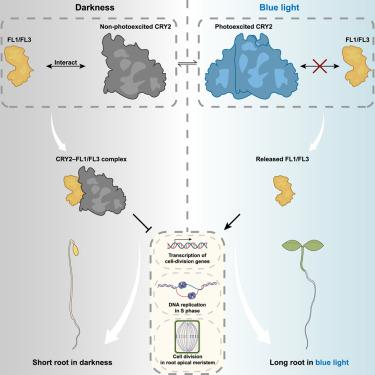 The Arabidopsis blue-light photoreceptor CRY2 is active in darkness to inhibit root growth