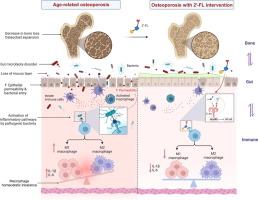 2′-Fucosyllactose ameliorates aging-related osteoporosis by restoring gut microbial and innate immune homeostasis