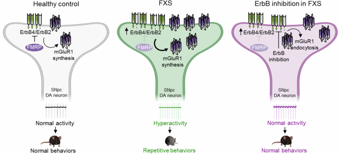 ErbB inhibition rescues nigral dopamine neuron hyperactivity and repetitive behaviors in a mouse model of fragile X syndrome.