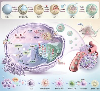 Enhancing Radiofrequency Ablation for Hepatocellular Carcinoma: Nano‐Epidrug Effects on Immune Modulation and Antigenicity Restoration