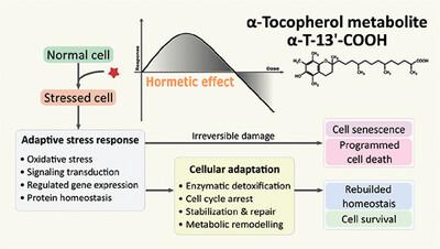 α‐Tocopherol Long‐Chain Metabolite α‐T‐13′‐COOH Exhibits Biphasic Effects on Cell Viability, Induces ROS‐Dependent DNA Damage, and Modulates Redox Status in Murine RAW264.7 Macrophages