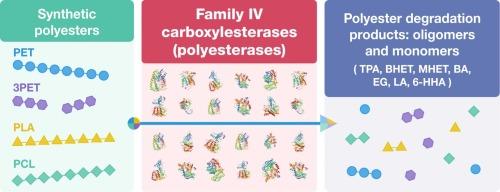 Polyesterase activity is widespread in the family IV carboxylesterases from bacteria