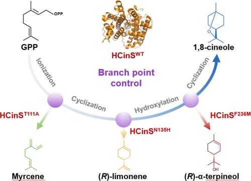 Computational Design-Enabled Divergent Modification of Monoterpene Synthases for Terpenoid Hyperproduction