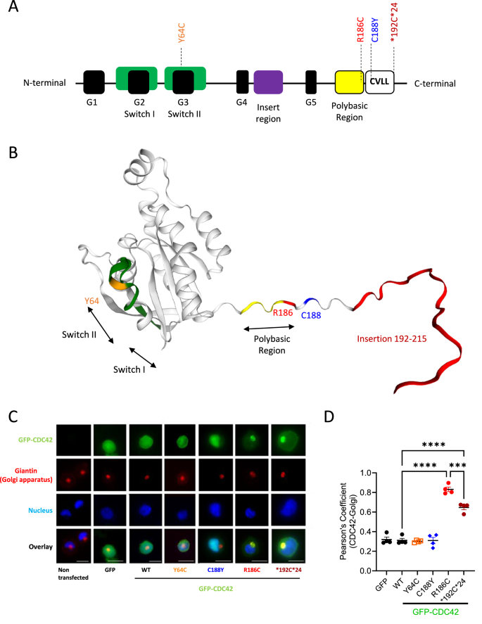 Autoinflammatory patients with Golgi-trapped CDC42 exhibit intracellular trafficking defects leading to STING hyperactivation and ER stress