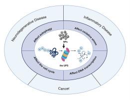 Nanomaterials exert biological effects by influencing the ubiquitin-proteasome system