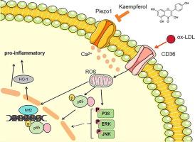 Kaempferol regulating macrophage foaming and atherosclerosis through piezo1-mediated MAPK/NF-κB and Nrf2/HO-1 signaling pathway