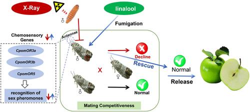 Linalool fumigation improves mating competitiveness of males for population suppression of the global fruit pest Cydia pomonella.