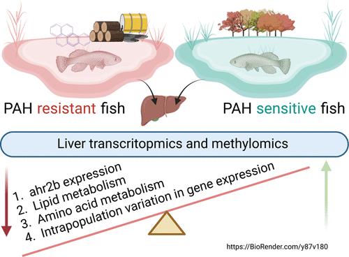 Transcriptomic and Methylomic Analyses Show Significant Shifts in Biosynthetic Processes and Reduced Intrapopulation Gene Expression Variance in PAH-Adapted Atlantic Killifish.