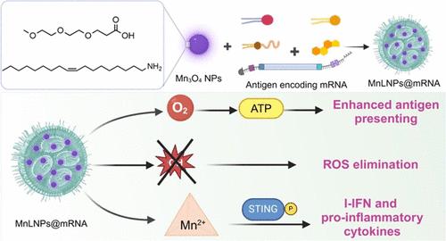 Manganese Oxide-Incorporated Hybrid Lipid Nanoparticles Amplify the Potency of mRNA Vaccine via Oxygen Generation and STING Activation.