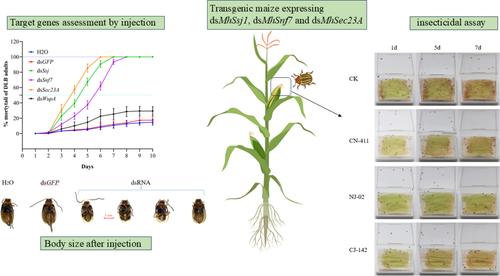 RNAi-based transgenic maize to control double-spotted leaf beetle (Monolepta hieroglyphica).