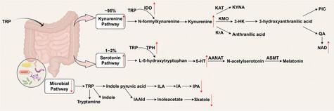 Gut Microbiota and Tryptophan Metabolism in Pathogenesis of Ischemic Stroke: A Potential Role for Food Homologous Plants