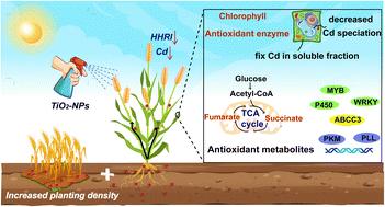 Synergistic effect of foliar exposure to TiO2 nanoparticles and planting density modulates the metabolite profile and transcription to alleviate cadmium induced phytotoxicity to wheat (Triticum aestivum L.)