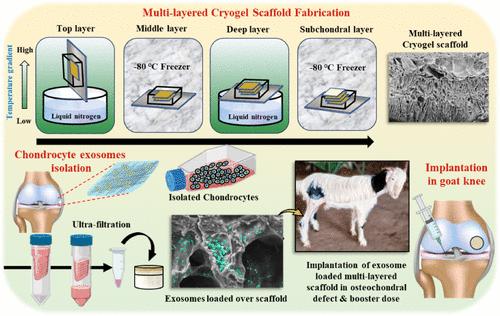 Multilayered Cryogel Enriched with Exosomes Regenerates and Maintains Cartilage Architecture and Phenotype in Goat Osteochondral Injuries.
