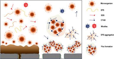 Performance of surfactant supplementation on alleviating membrane fouling in treatment of waste activated sludge: Experimental and modeling analyses