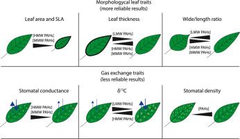 Leaf ecological traits (morphology and gas exchange) and polycyclic aromatic hydrocarbons concentrations in shrubs and trees: a meta-analysis approach