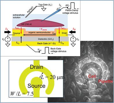 Single-Cell Membrane Potential Stimulation and Recording by an Electrolyte-Gated Organic Field-Effect Transistor