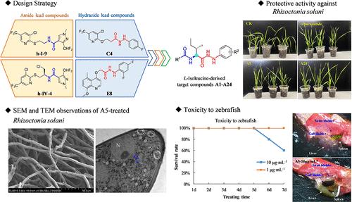 l-Isoleucine-Derived Amide-hydrazide Compounds Evaluated as a Novel Potential Agricultural Fungicide.