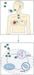 Microplastics accumulated in breast cancer patients lead to mitophagy via ANXA2-mediated endocytosis and IL-17 signaling pathway.