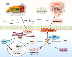 Bacteroides uniformis ameliorates pro-inflammatory diet-exacerbated colitis by targeting endoplasmic reticulum stress-mediated ferroptosis