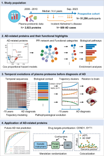 Large-scale proteomic analyses of incident Alzheimer’s disease reveal new pathophysiological insights and potential therapeutic targets