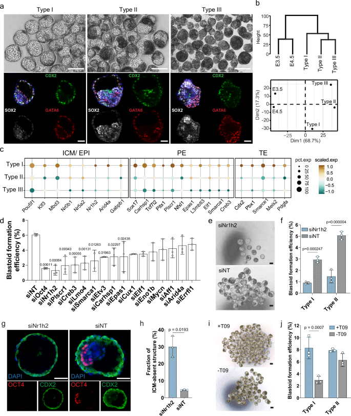 Nuclear receptor-SINE B1 network modulates expanded pluripotency in blastoids and blastocysts