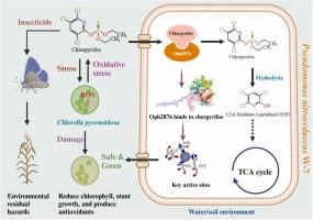 Unveiling the hydrolase Oph2876 mediated chlorpyrifos degradation mechanism in Pseudomonas nitroreducens and its potential for environmental bioremediation