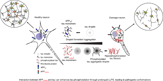 The pathogenic APP N-terminal Val225Ala mutation alters tau protein liquid-liquid phase separation and exacerbates synaptic damage.