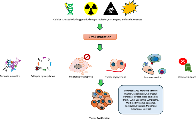 What have we learned about TP53-mutated acute myeloid leukemia?