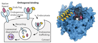 Endocytic tagging for degradation