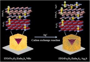 Split-type photoelectrochemical immunosensor integrating ZIF-8@Ag NPs-assisted cation-exchange and Fe2O3/ZnIn2S4 nanoarrays for detection of carbohydrate antigen 72–4