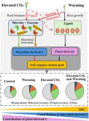 Contributions of microbial necromass and plant lignin to soil organic carbon stock in a paddy field under simulated conditions of long-term elevated CO2 and warming