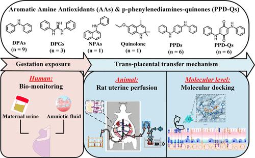 Trans-Placental Transfer Mechanisms of Aromatic Amine Antioxidants (AAs) and <i>p</i>-Phenylenediamine Quinones (PPD-Qs): Evidence from Human Gestation Exposure and the Rat Uterine Perfusion Model.