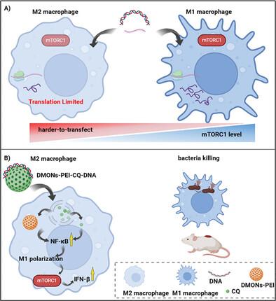 Rational Design of Advanced Gene Delivery Carriers: Macrophage Phenotype Matters.