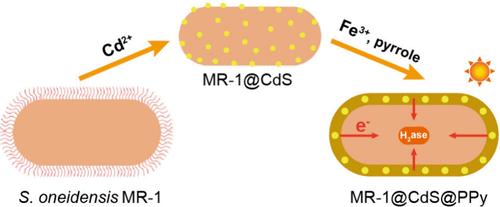 Enhancing Photocatalytic Hydrogen Production from Single S. oneidensis MR-1/CdS Biohybrid System via Optimized Electron Transport at the Bioabiotic Interface