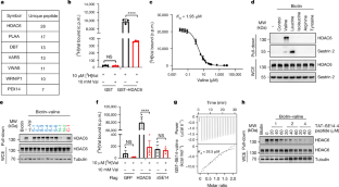 Human HDAC6 senses valine abundancy to regulate DNA damage