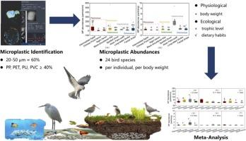 Species-specific Accumulation of Microplastics in Different Bird Species from South China: A Comprehensive Analysis