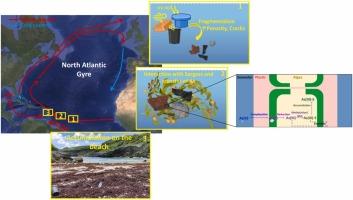 Plastic debris accumulated on Sargassum algae stranded biomass are vectors for different As(V) and As(III) forms