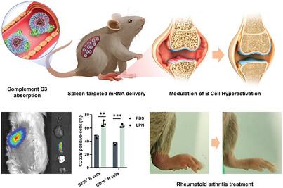 Spleen-Targeted mRNA Nanoparticles for Modulating B Cell Hyperactivation in Rheumatoid Arthritis Therapy