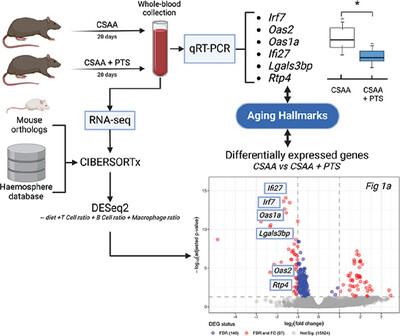 Pterostilbene Targets Hallmarks of Aging in the Gene Expression Landscape in Blood of Healthy Rats