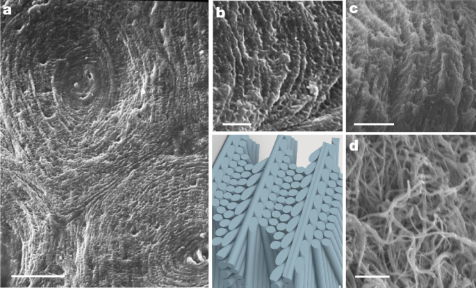 Mineralized collagen plywood contributes to bone autograft performance