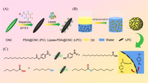 Cellulose Nanocrystal-Immobilized Lipase for Pickering Interface Biocatalysis