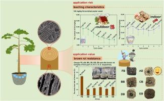 Application risk and value of Cd-enriched poplar wood: Wood properties, leaching characteristics and brown rot resistance