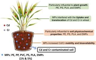 Microplastic-induced changes in Cd and Cr behavior in the agricultural soil-wheat system: Insights into metal bioavailability and phytotoxicity