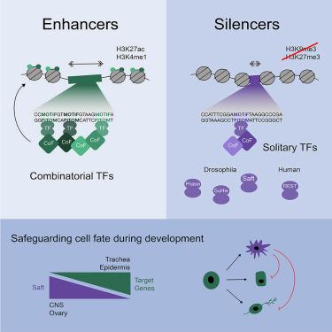 A genome-wide screen identifies silencers with distinct chromatin properties and mechanisms of repression