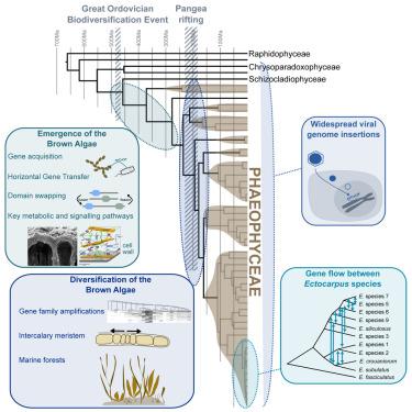 Evolutionary genomics of the emergence of brown algae as key components of coastal ecosystems