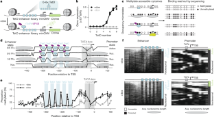 Single-molecule states link transcription factor binding to gene expression