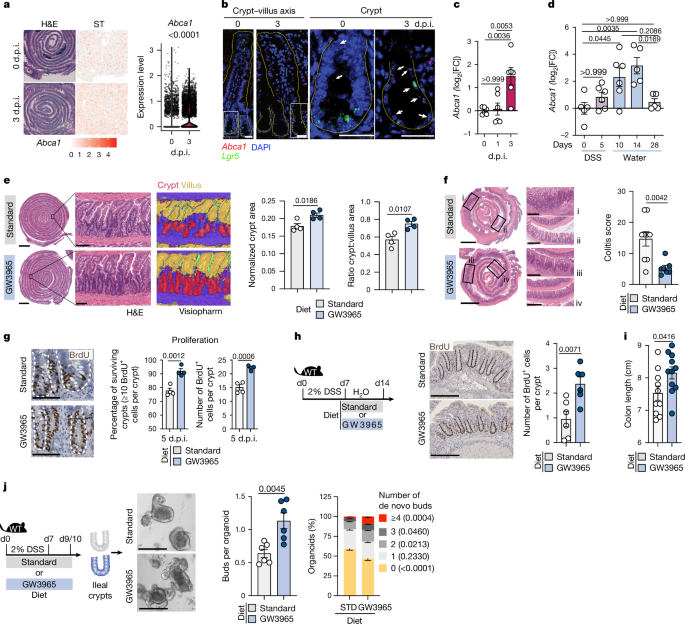 Liver X receptor unlinks intestinal regeneration and tumorigenesis